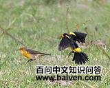 ��ͷ�����