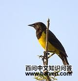 ����ȸ��