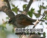 ����ţ���