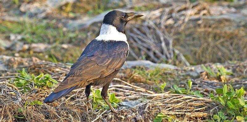 �׾�ѻ��ͼƬ