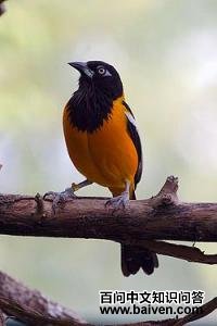 拟黄鹂 拟黄鹂的图片