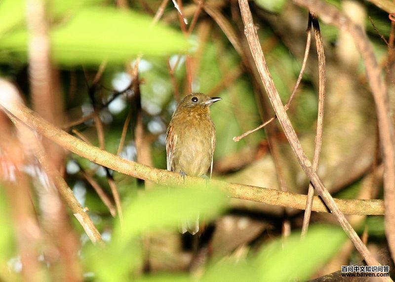 拟鸫希夫霸鹟 拟鸫希夫霸鹟的图片