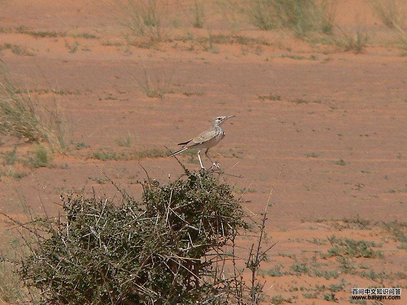 拟戴胜百灵 拟戴胜百灵的图片