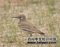 ���ʤ����