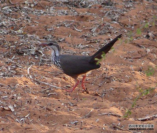 ���ȿƵ�ͼƬ