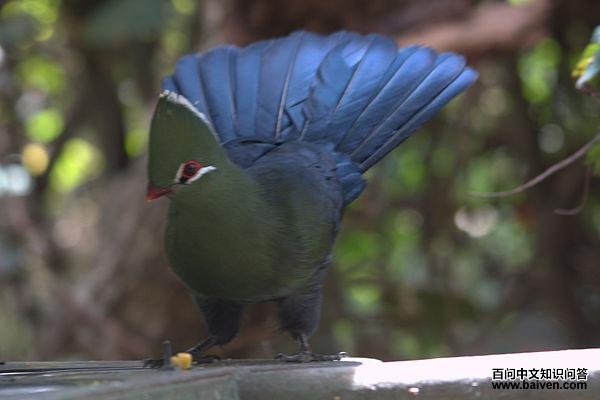尼斯那蕉鹃 尼斯那蕉鹃的图片