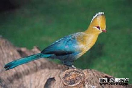 ��˹�ǽ���