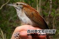 ����έ���ӵ�ͼƬ