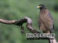 尼科巴群岛蛇雕 尼科巴群岛蛇雕的图片