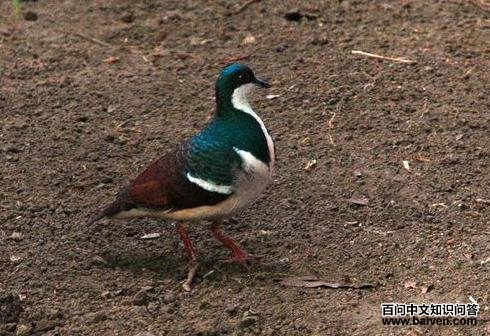 尼格鸡鸠 尼格鸡鸠的图片