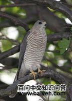 �ᵺȸӥ��ͼƬ