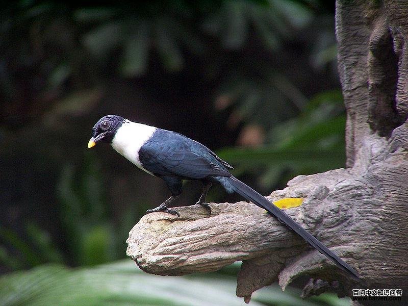 �׾�ȵ����ͼƬ