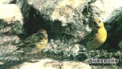 �ᵺ�����ȸ��ͼƬ