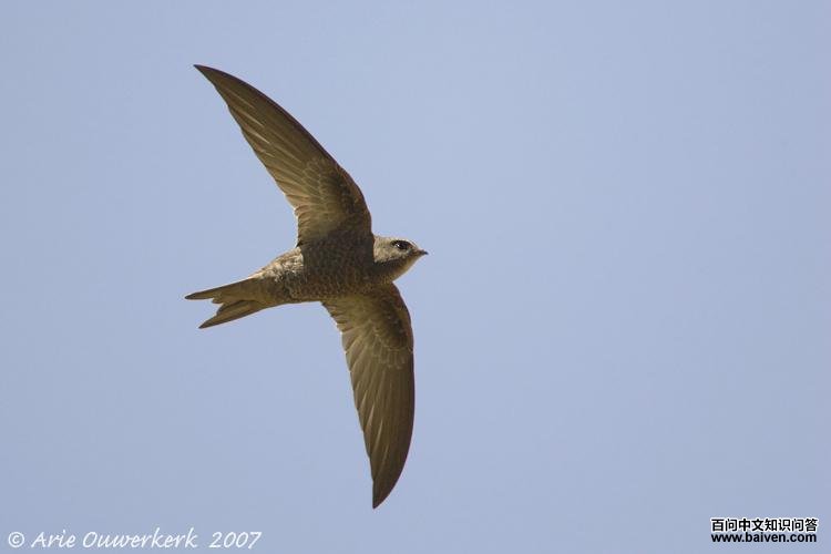 �ᰲ�������ͼƬ