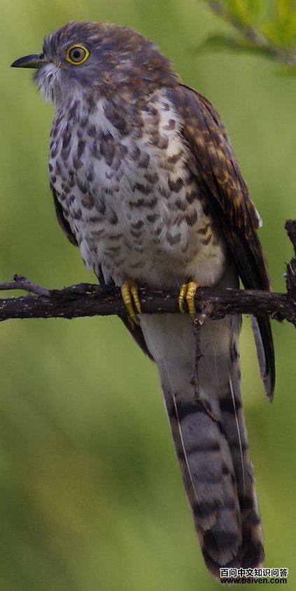 ����ӥ���ͼƬ