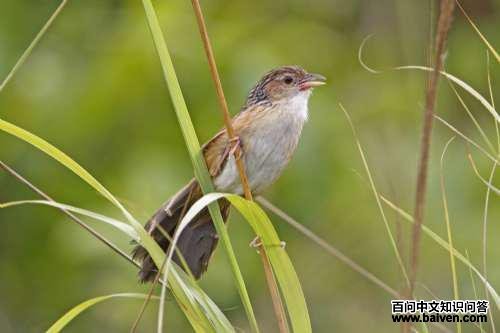 ÄÏÑÇ´ó²Ýݺ ÄÏÑÇ´ó²ÝݺµÄͼƬ