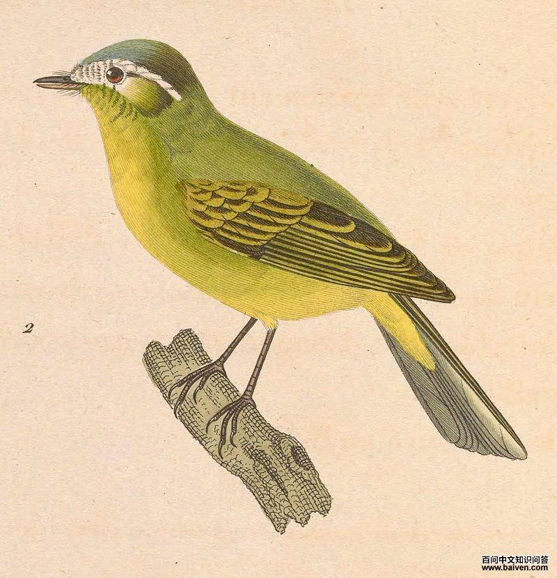 南须霸鹟 南须霸鹟的图片