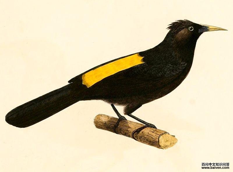 南山酋长鹂 南山酋长鹂的图片