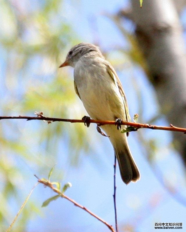 南无须小霸鹟 南无须小霸鹟的图片