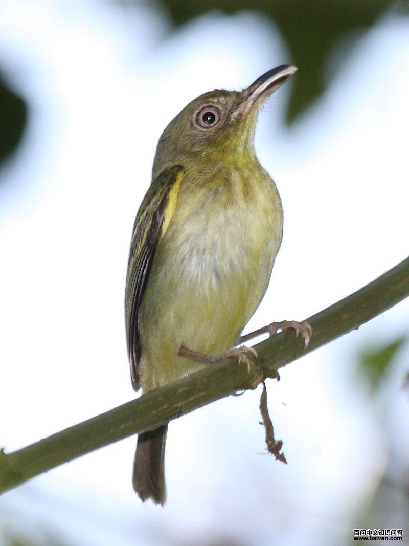 南弯嘴霸鹟 南弯嘴霸鹟的图片