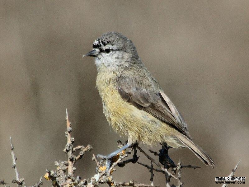 ����ȸ��ͼƬ