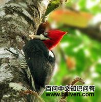 ������ľ��