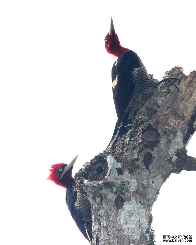 南美啄木鸟 南美啄木鸟的图片