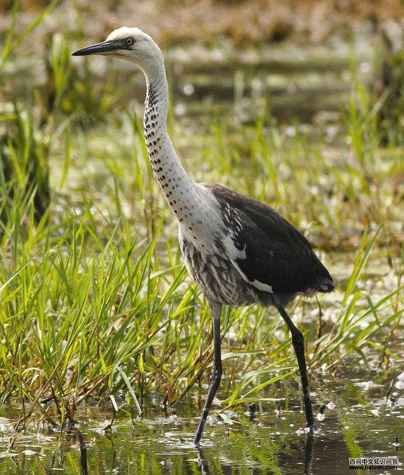 �׾��ص�ͼƬ