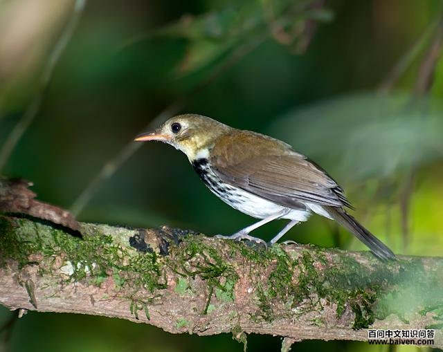 南美蚁鹨 南美蚁鹨的图片