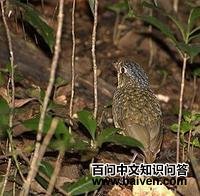 南美蚁鸫 南美蚁鸫的图片