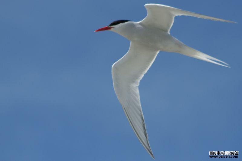 ������Ÿ��ͼƬ