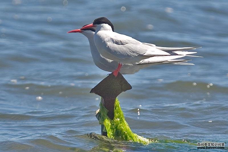 ������Ÿ