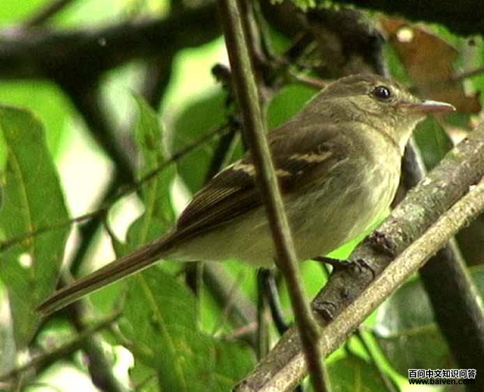 南美纹霸鹟 南美纹霸鹟的图片