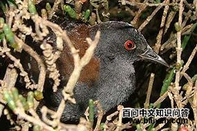 �����Ｆ����ͼƬ