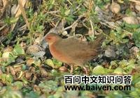 �����Ｆ��