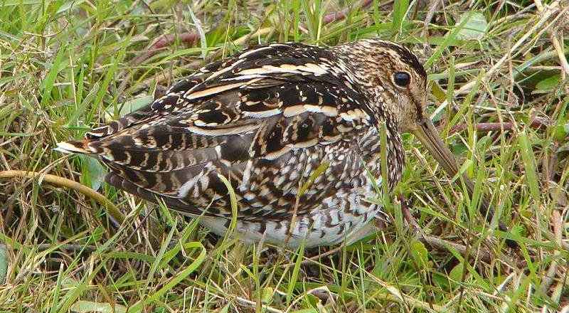 ����ɳ׶��ͼƬ