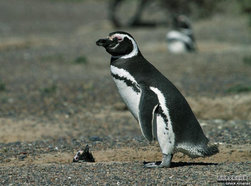 南美企鹅 南美企鹅的图片