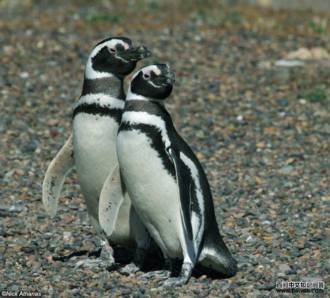 Magellanic Penguin - Spheniscus magellanicus