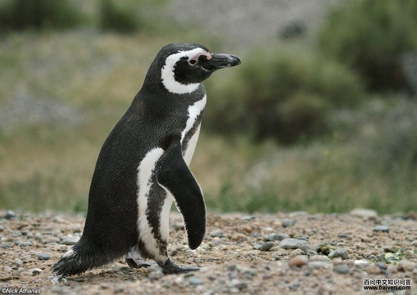 Magellanic Penguin - Spheniscus magellanicus