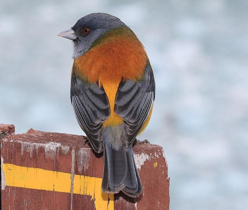 ������ȸ�c��ͼƬ