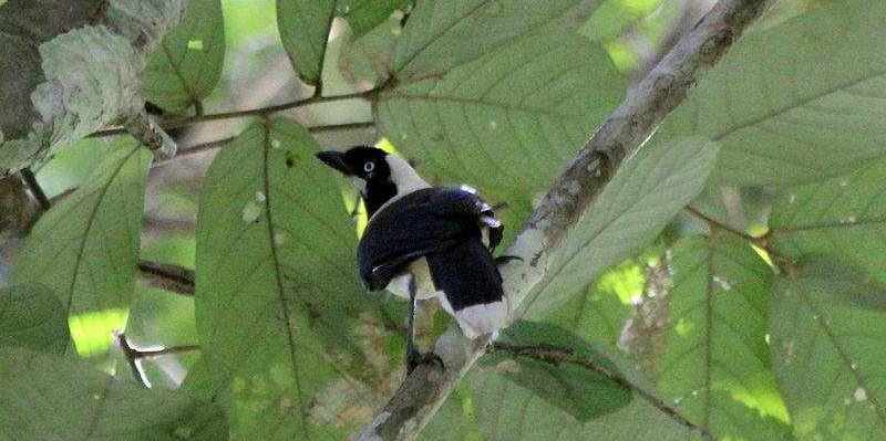 白颈蓝鸦 白颈蓝鸦的图片