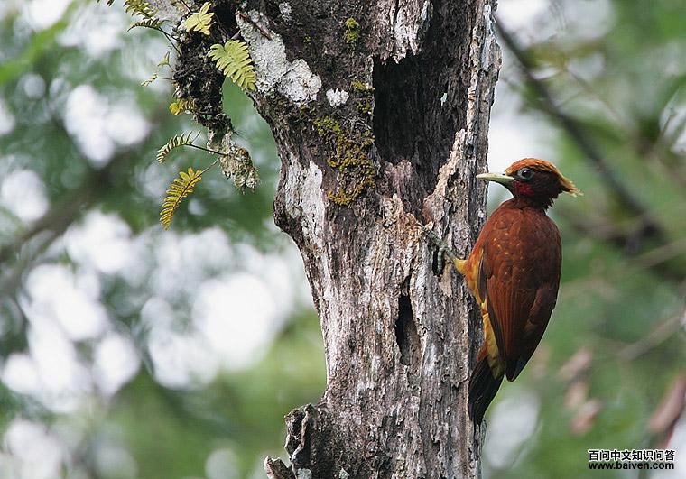 南美栗啄木鸟 南美栗啄木鸟的图片