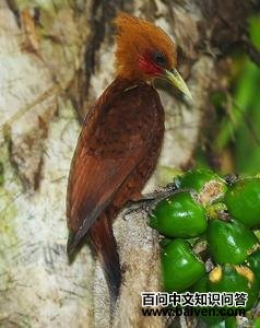 ��������ľ��