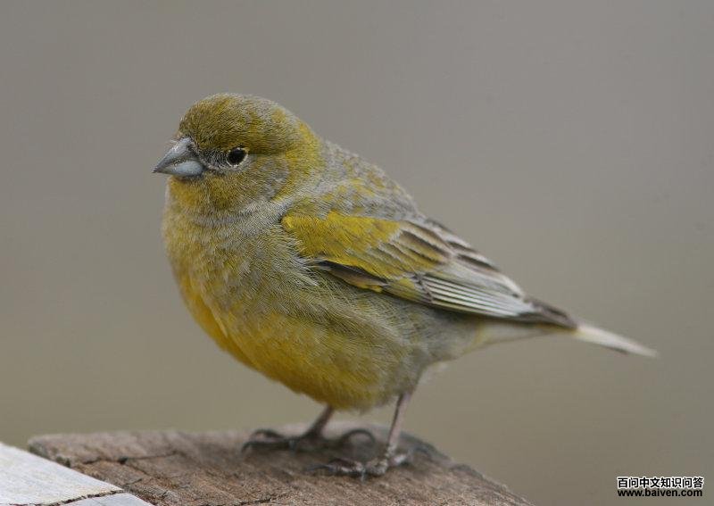 ������ȸ�c��ͼƬ