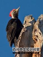 ��������ľ���ͼƬ