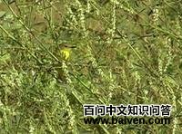 �����������l��ͼƬ