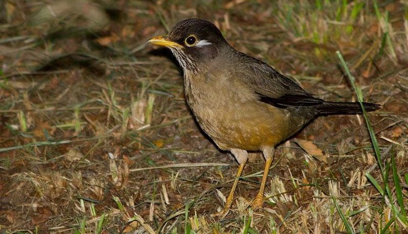 ������ͼƬ