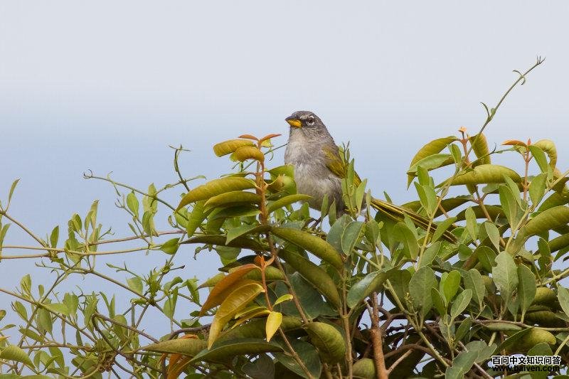 �������c