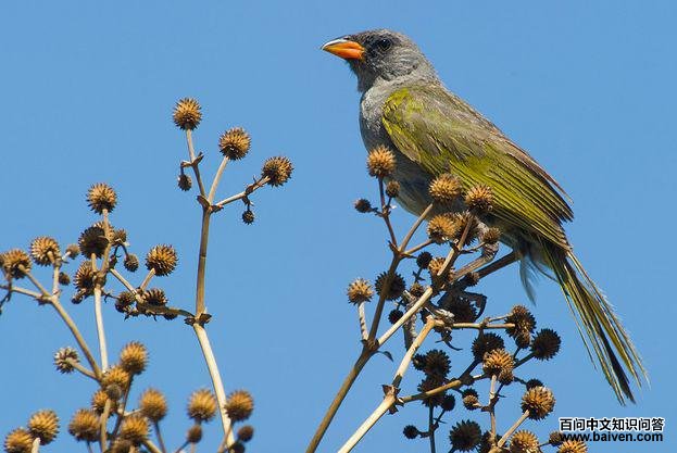 ���������c