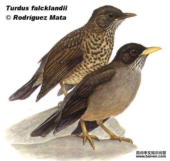 ����𴣺��̬����ͼ